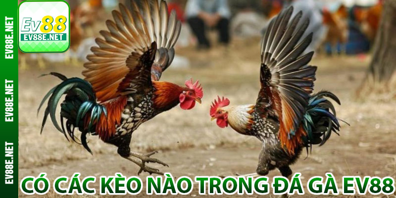 Có các kèo nào trong đá gà Ev88