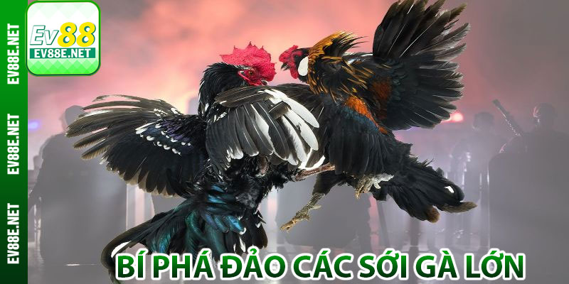 Hé lộ bí phá đảo các sới gà lớn